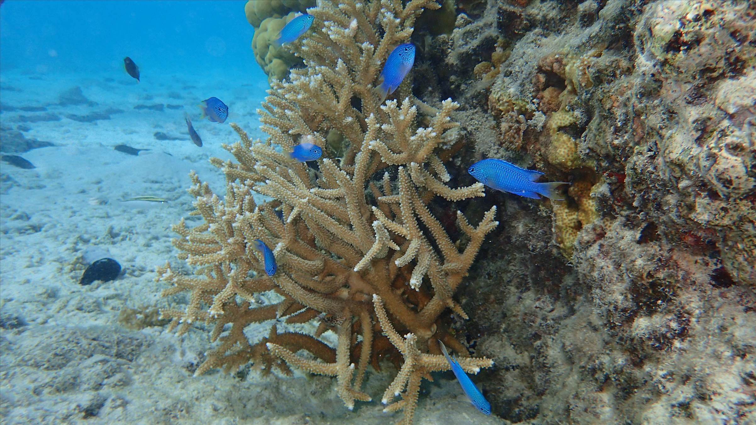 Cocos Lagoon Crossing 2015