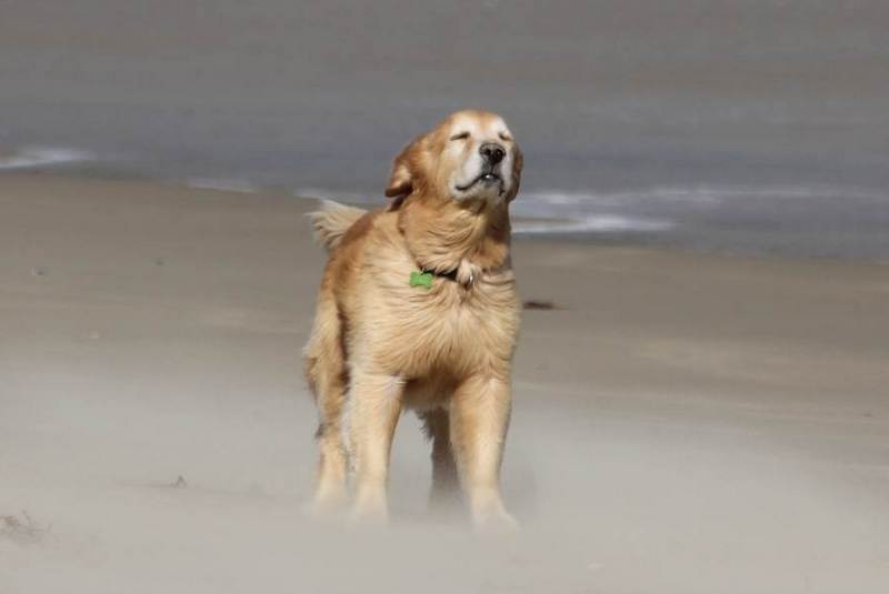 Dog yoda