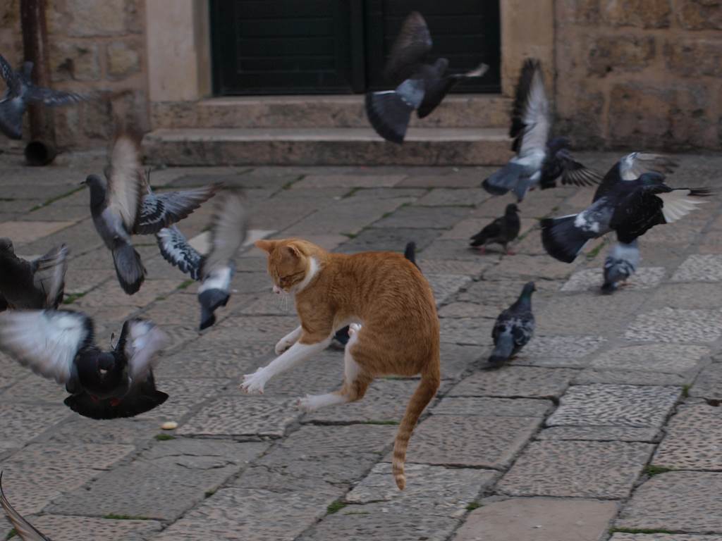 That puts a cat amongst the pigeons