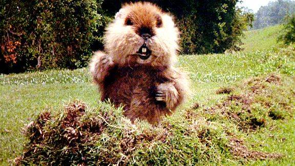 Caddyshack