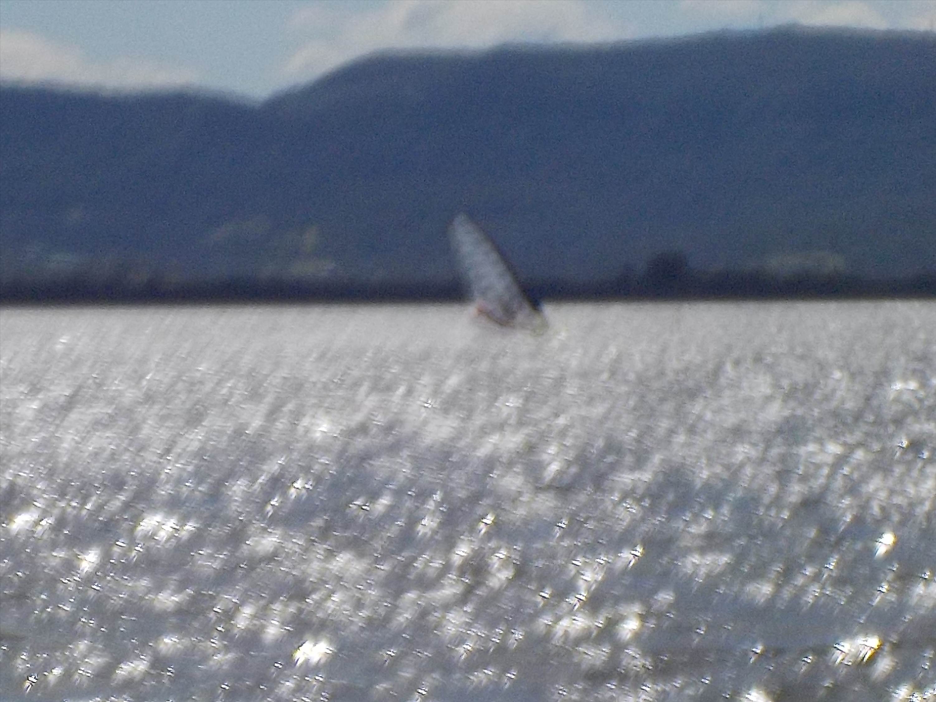 Illawara today