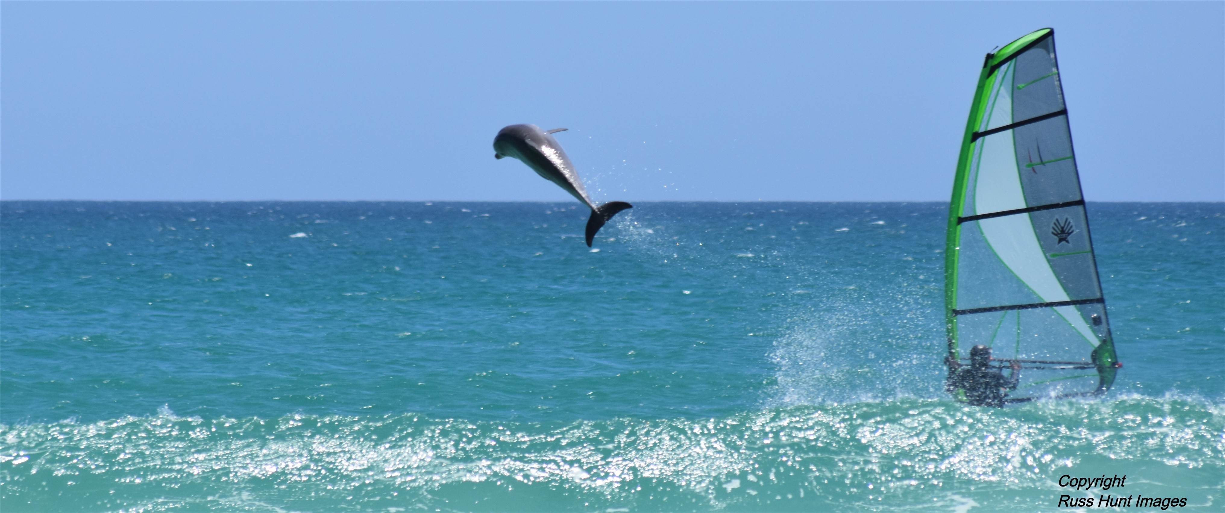 Marti Dolphin Encounter