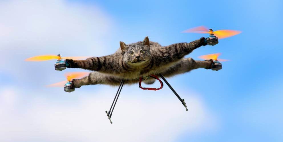 cat drone