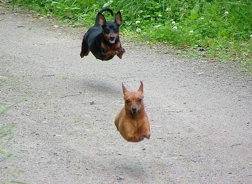 flying dog frenzy