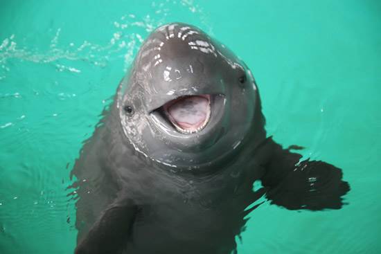 porpoise-02