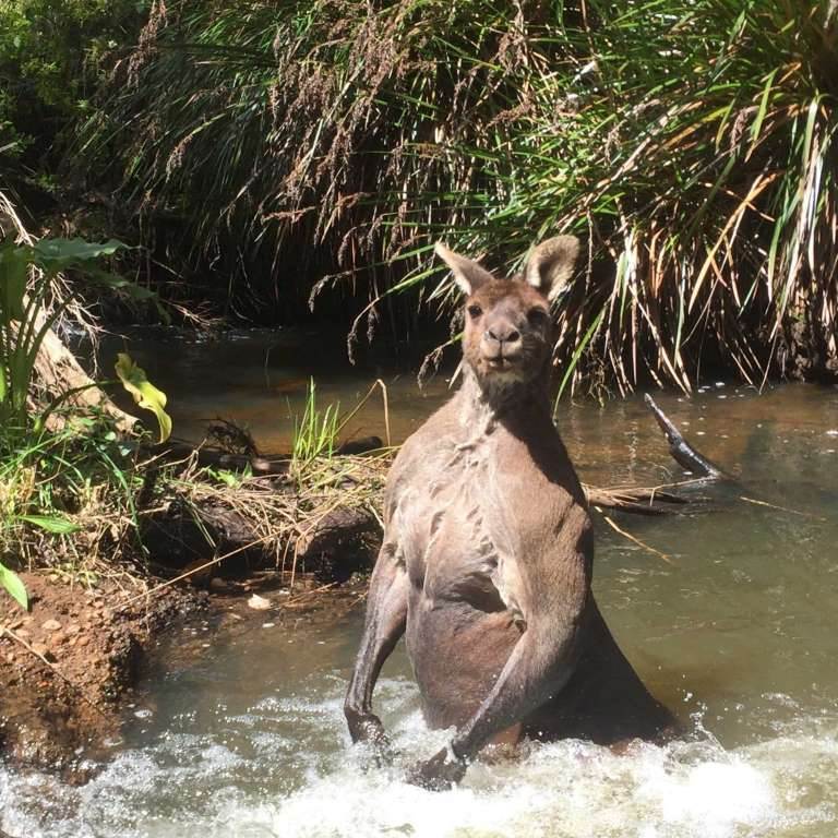 Kangaroo