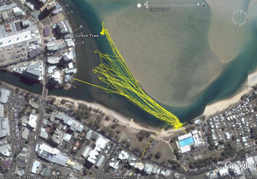 Cotton Tree
