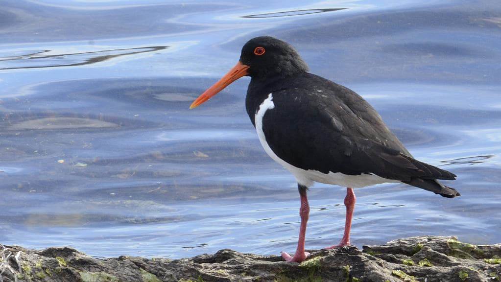 shorebird