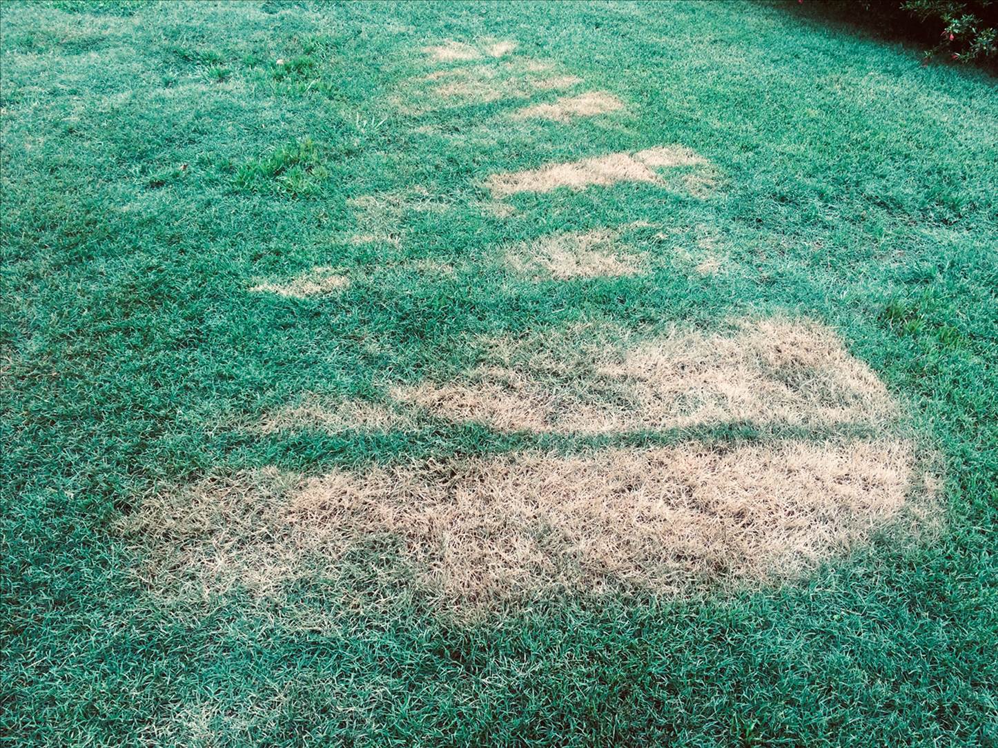 Toasted grass