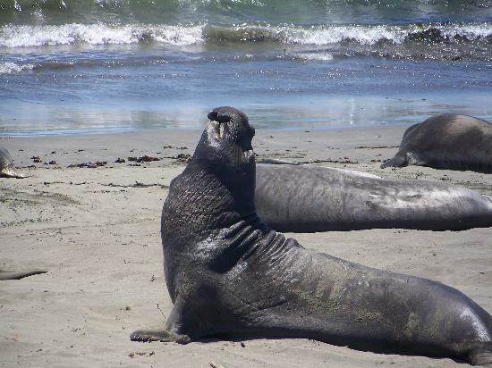 elephant-seals