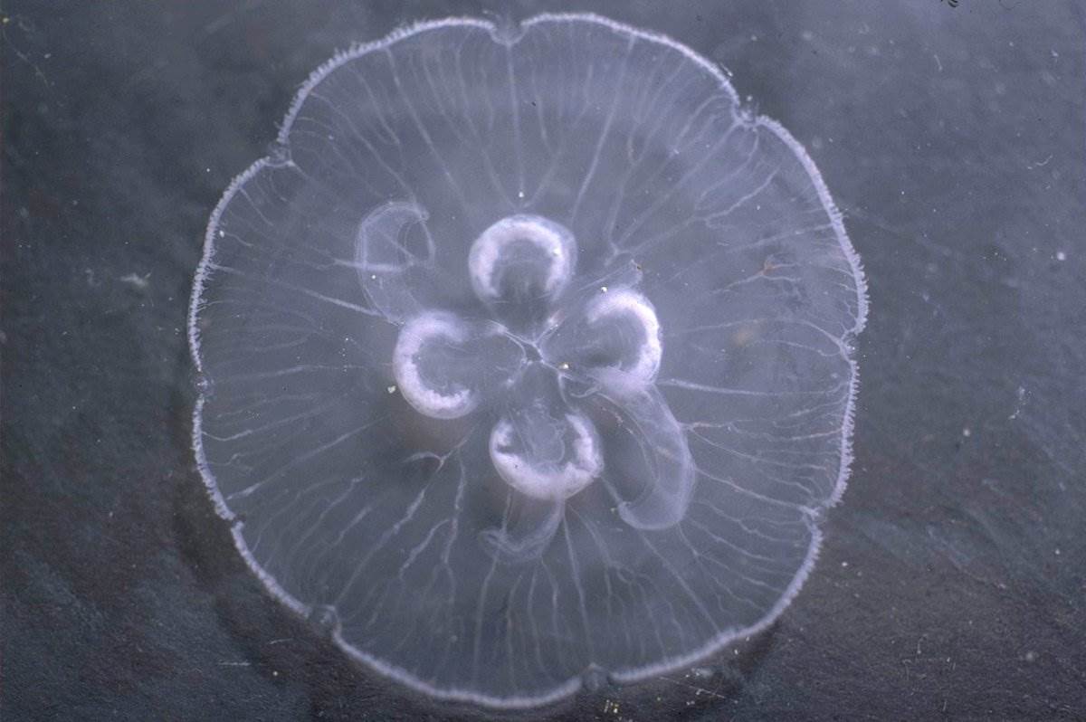 Moon Jelly