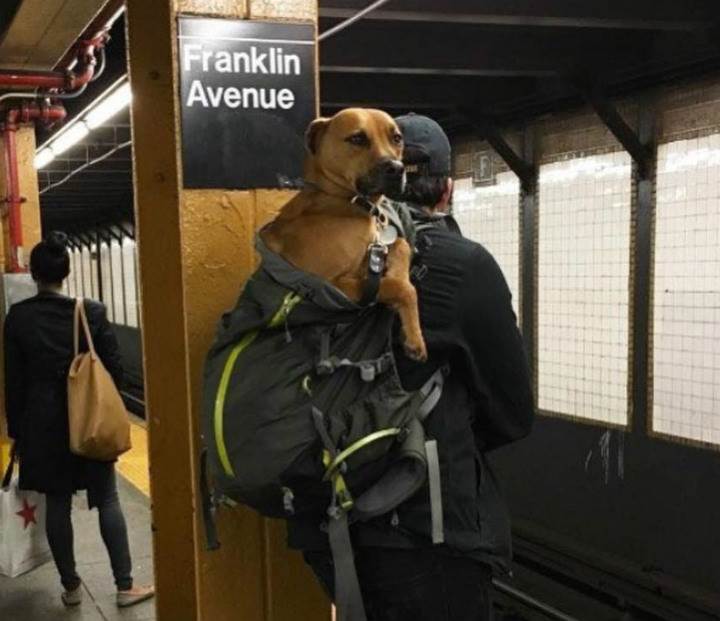 subwaydog1