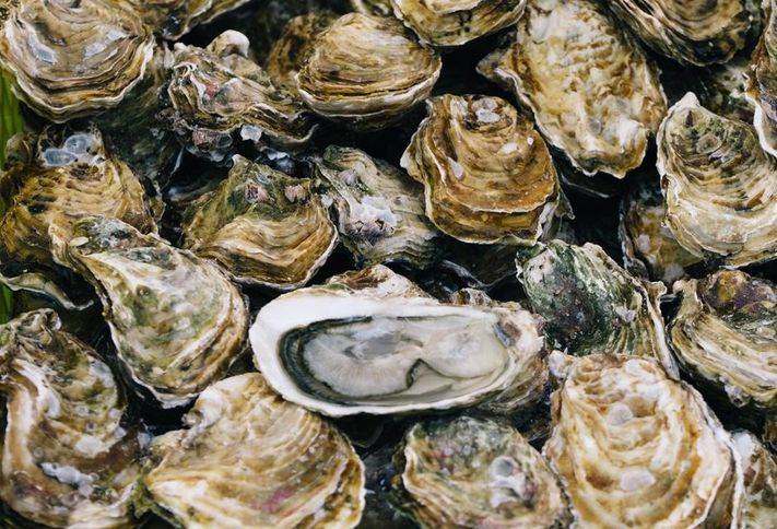 Oysters int