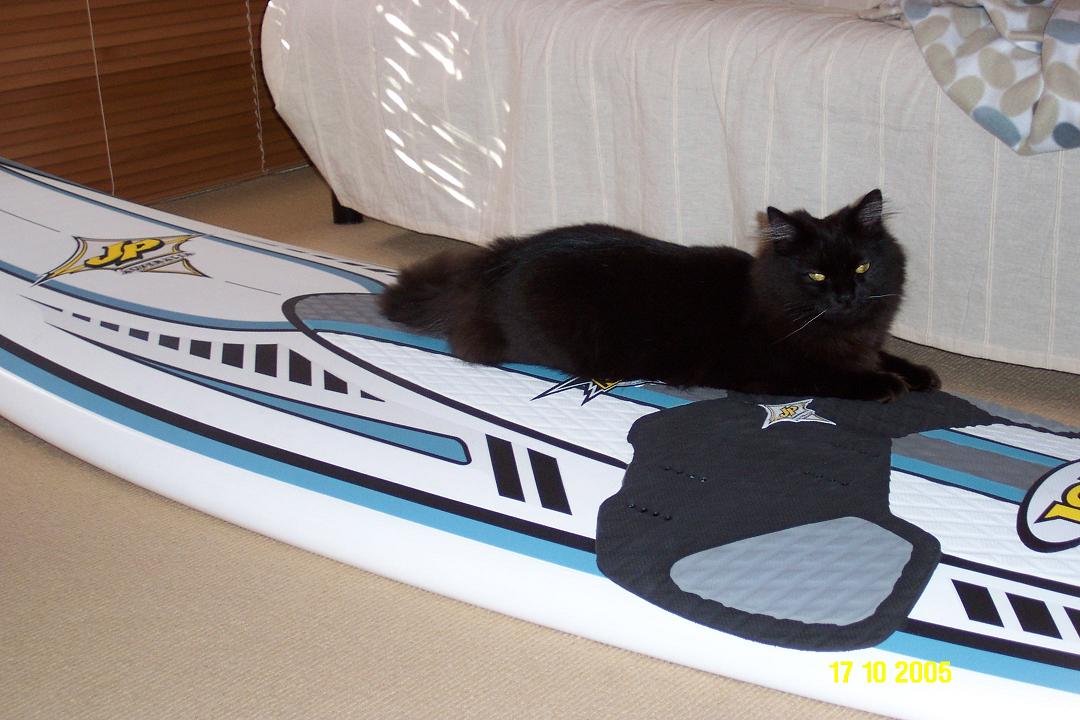 Oscar The Windsurfing Cat