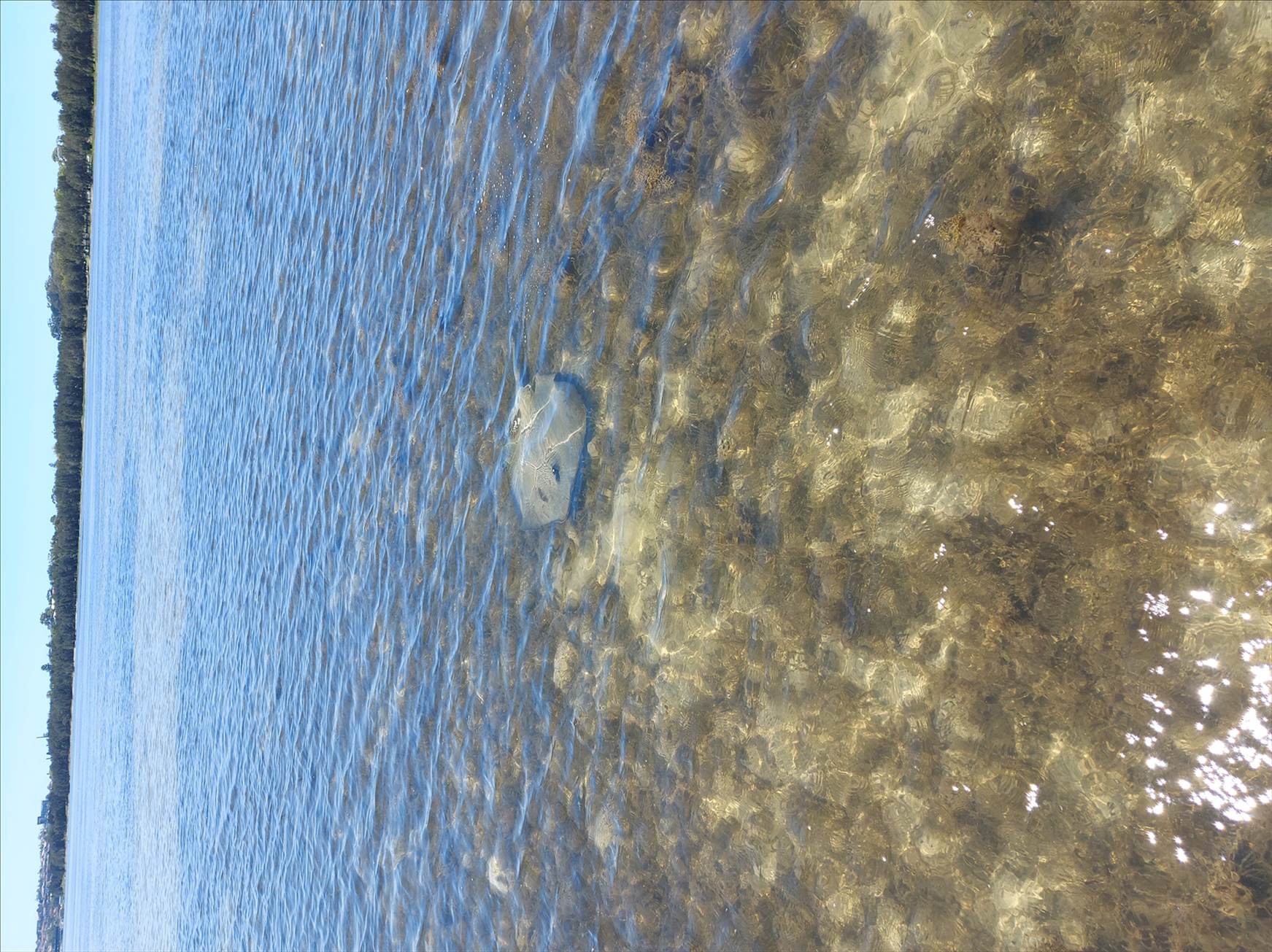 Lake Illawarra Plug