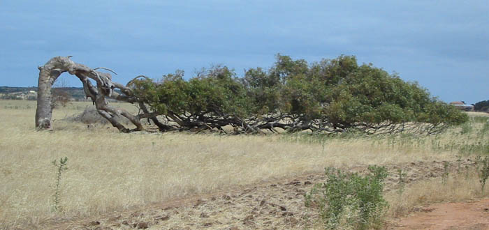 Horizontal tree 