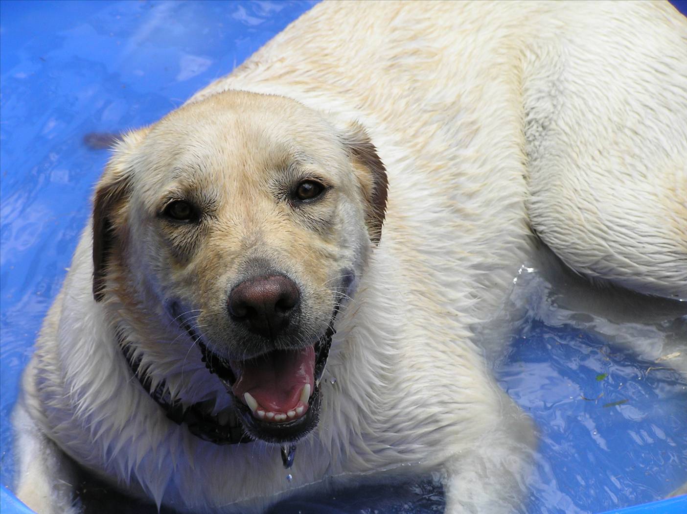 Stoli the Gold Lab