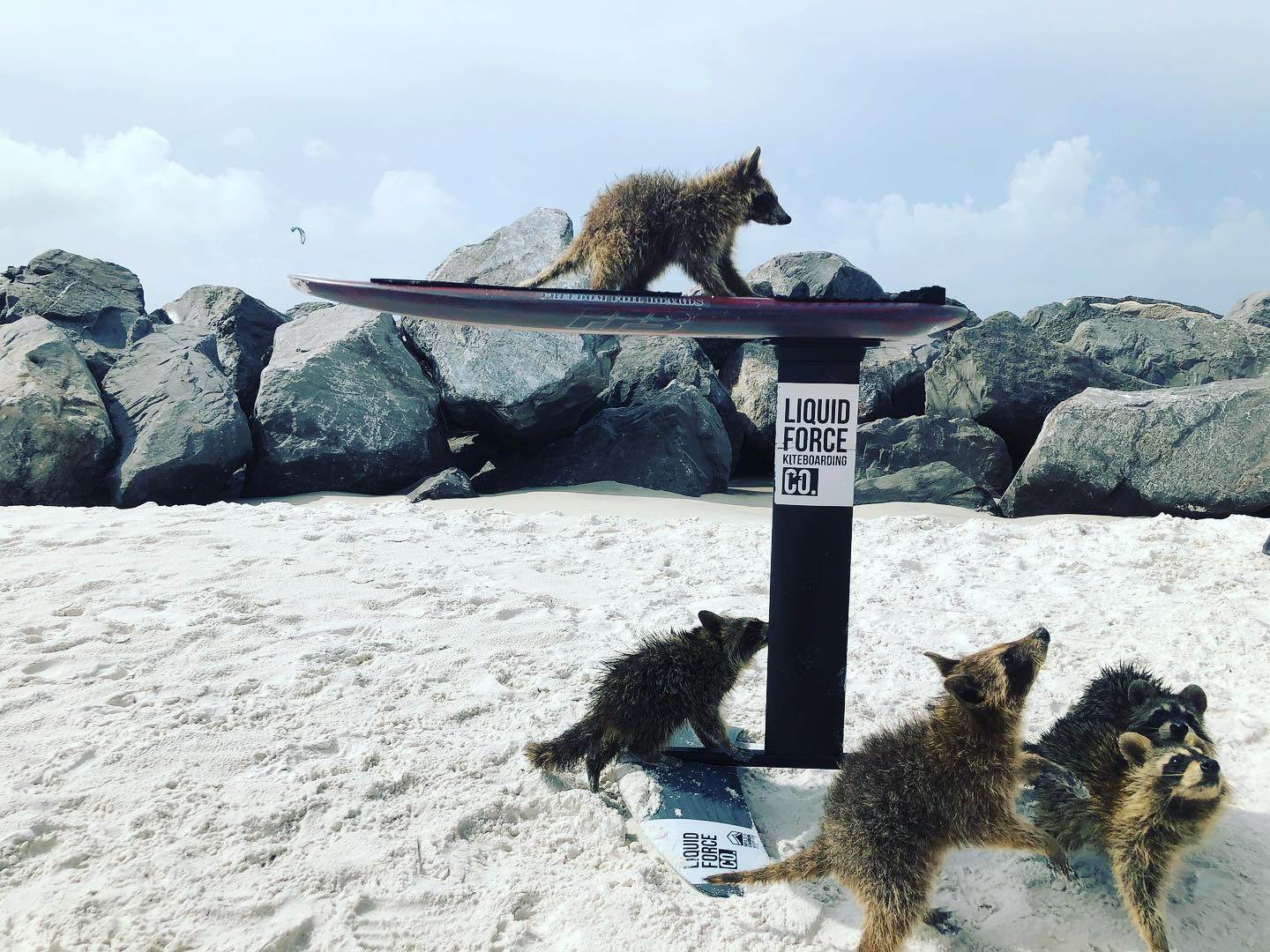 Trash Pandas