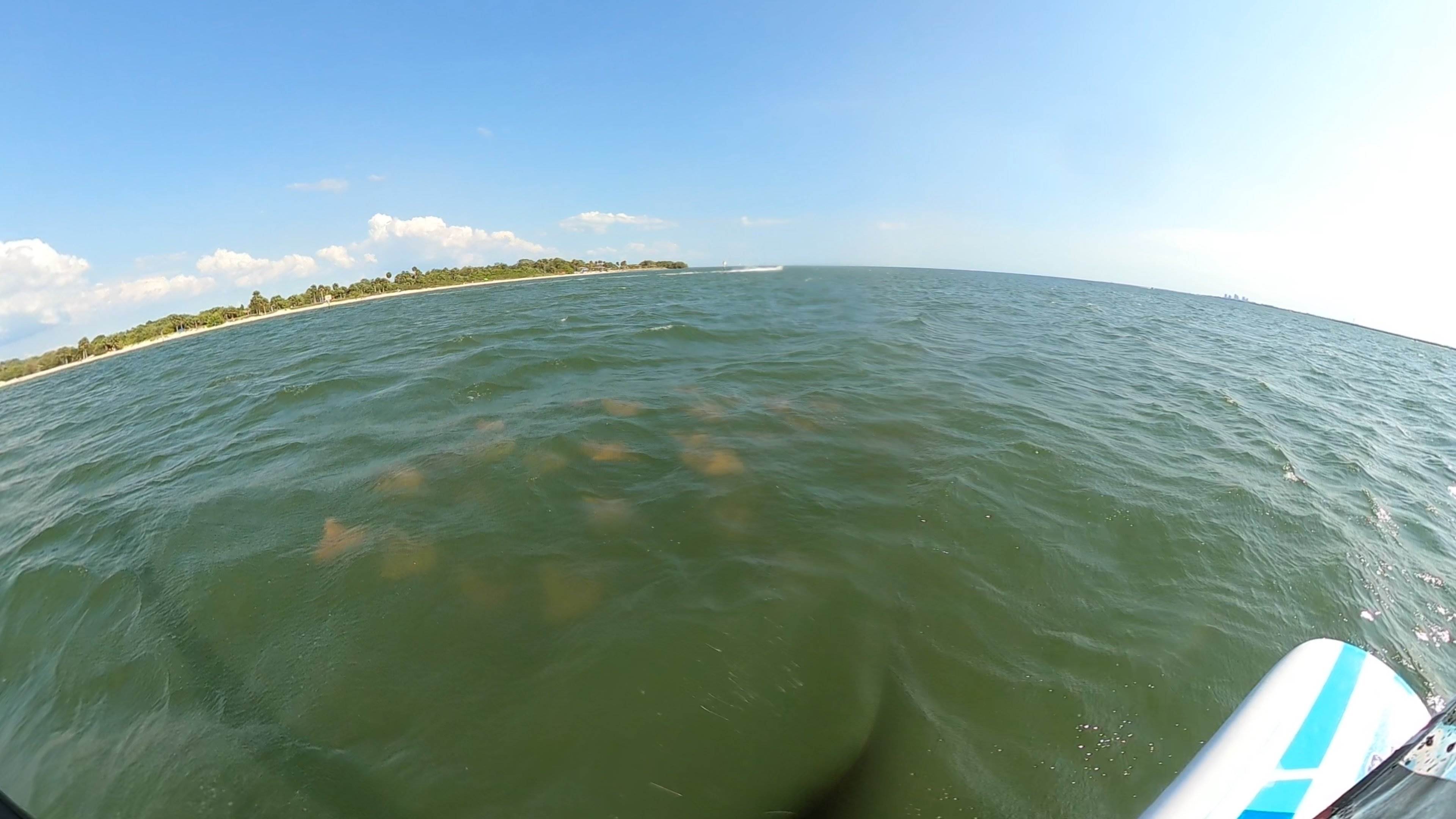 schoolOfStingrays