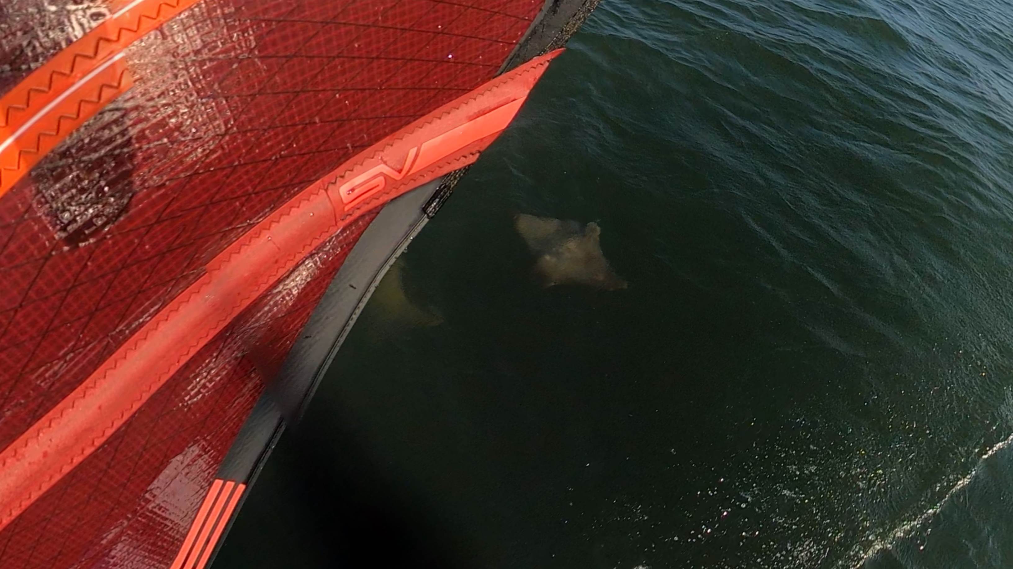 stingrays