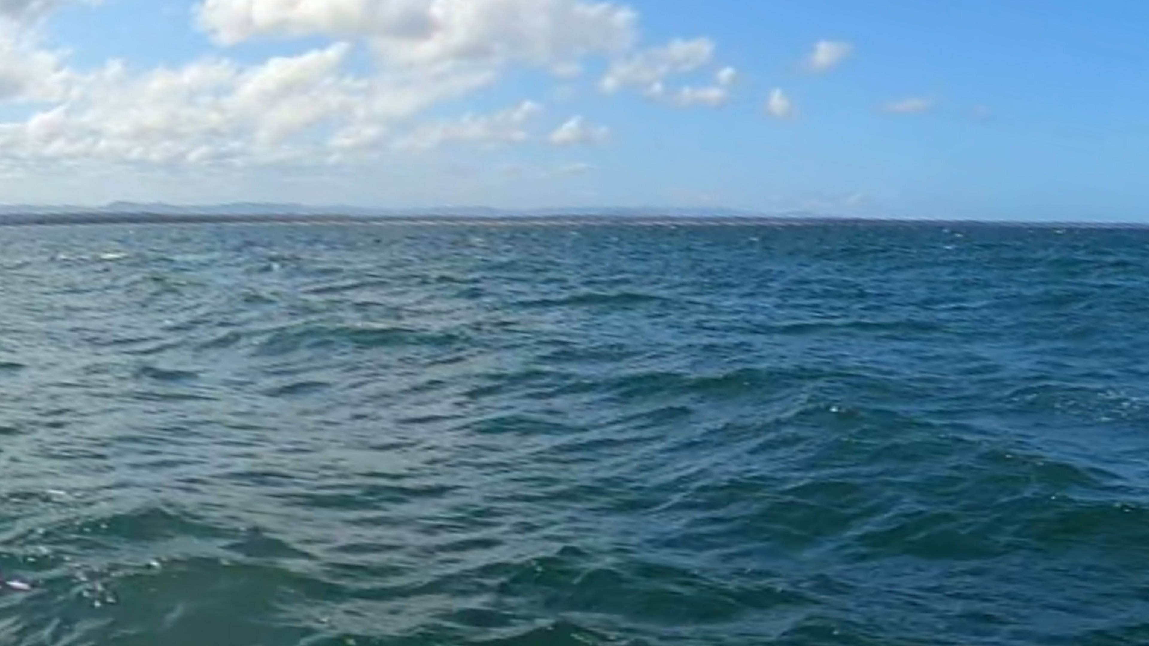 Dolphin