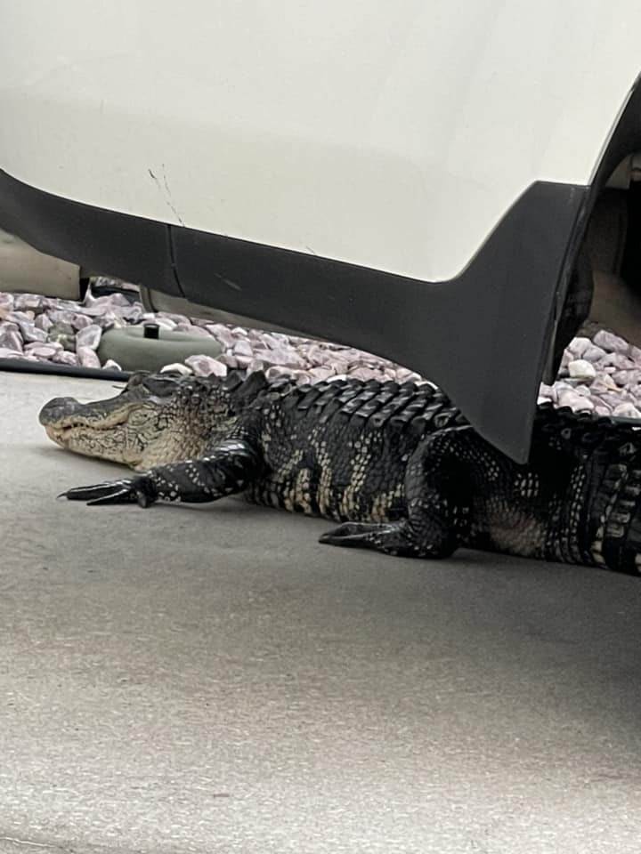 gator 2