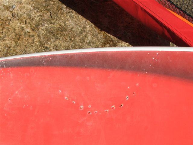 Shark Bite 