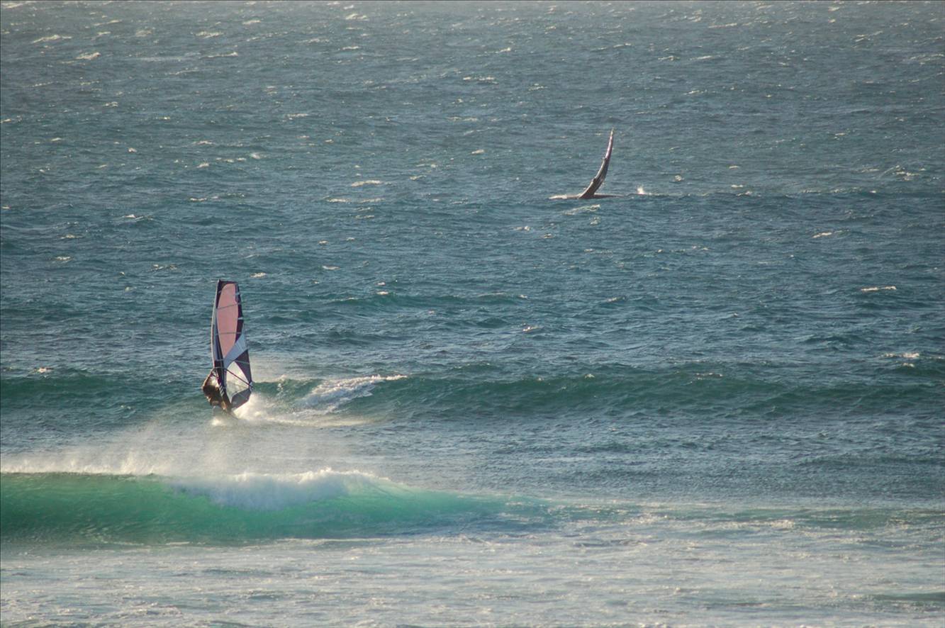 whale wave
