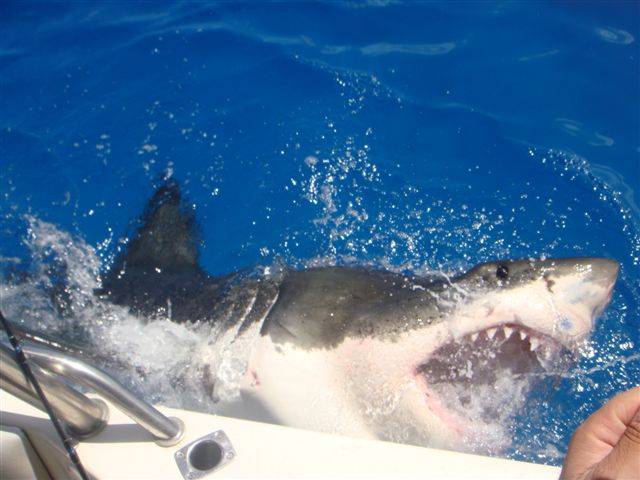 Great white