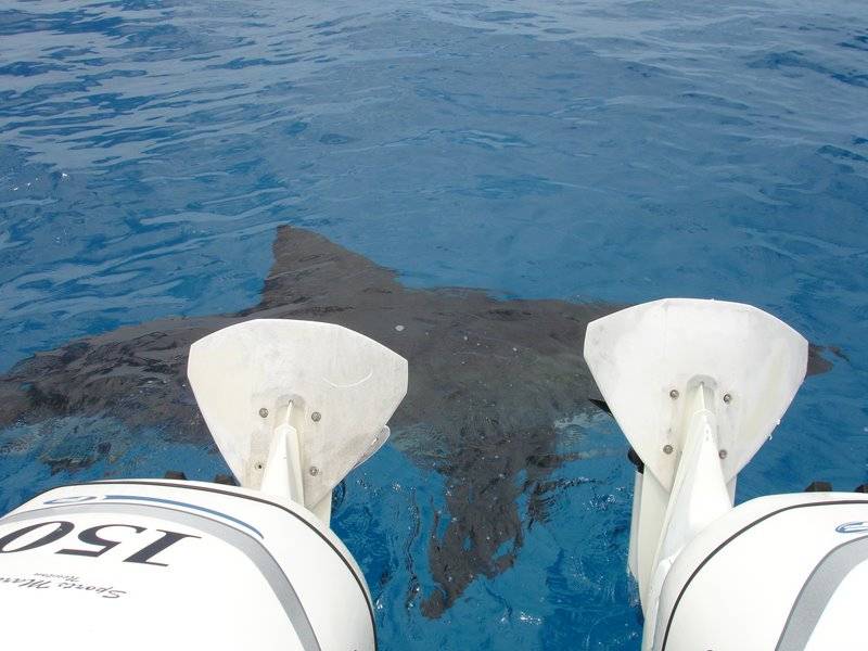 Great white