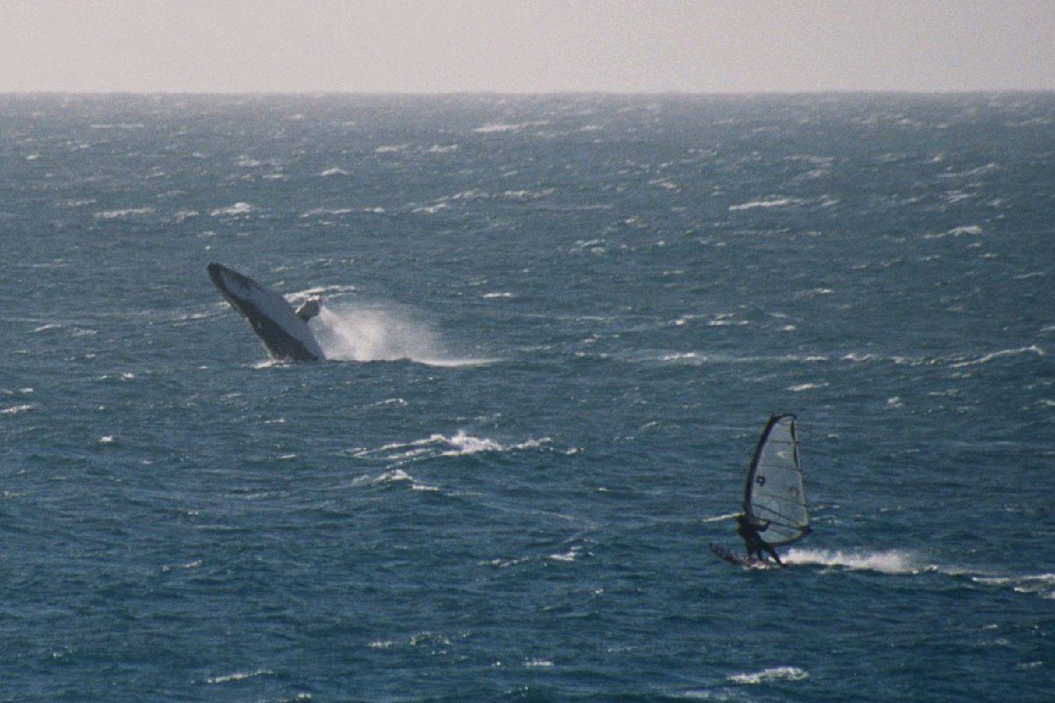 09 2007 whale watch