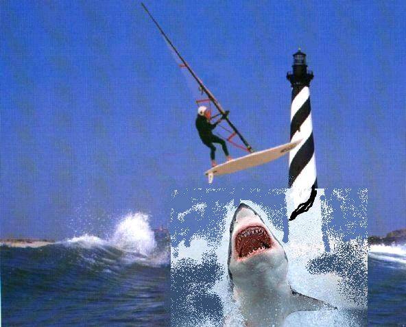 shark attack