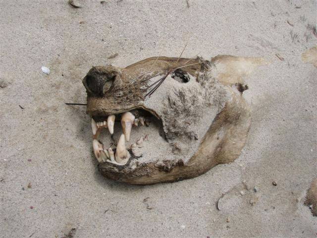 Seal Head