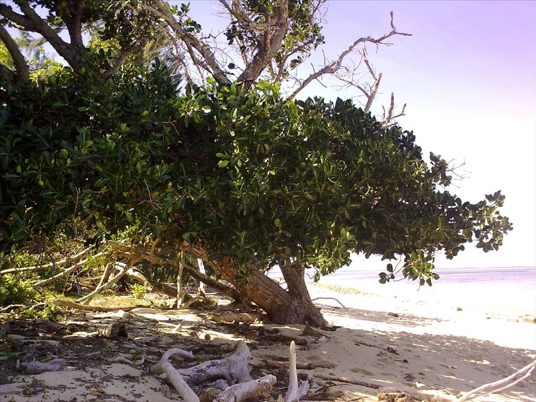 Green Island