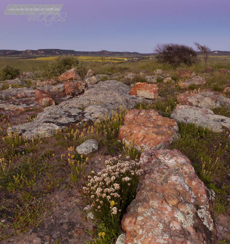 CORRONATION SPRING