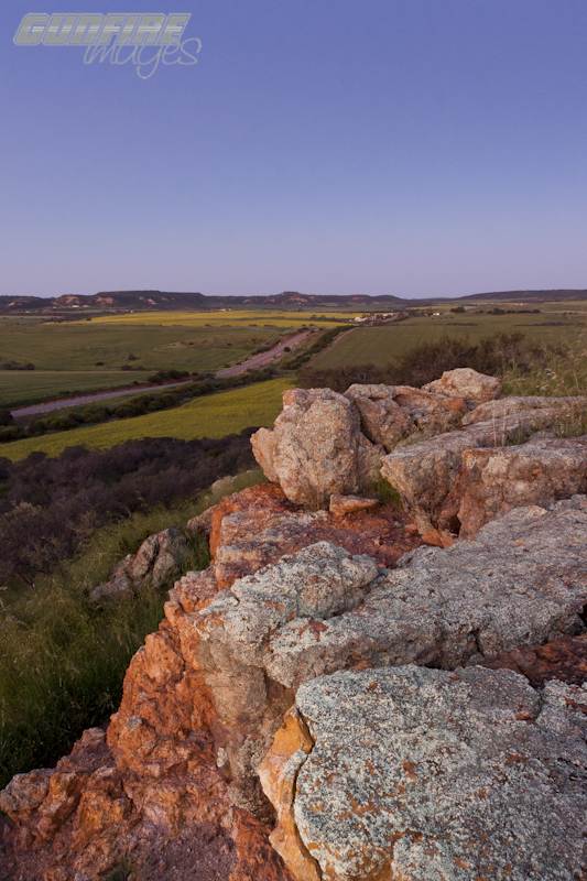 CORRONATION SPRING