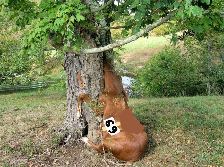horse