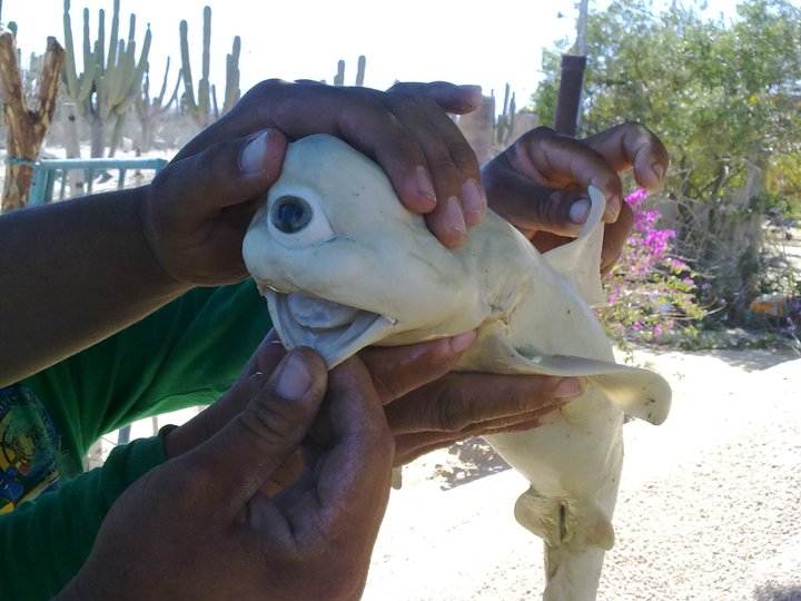 shark