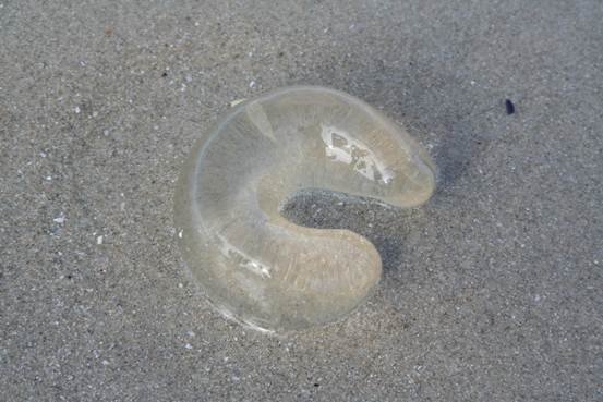 Jelly