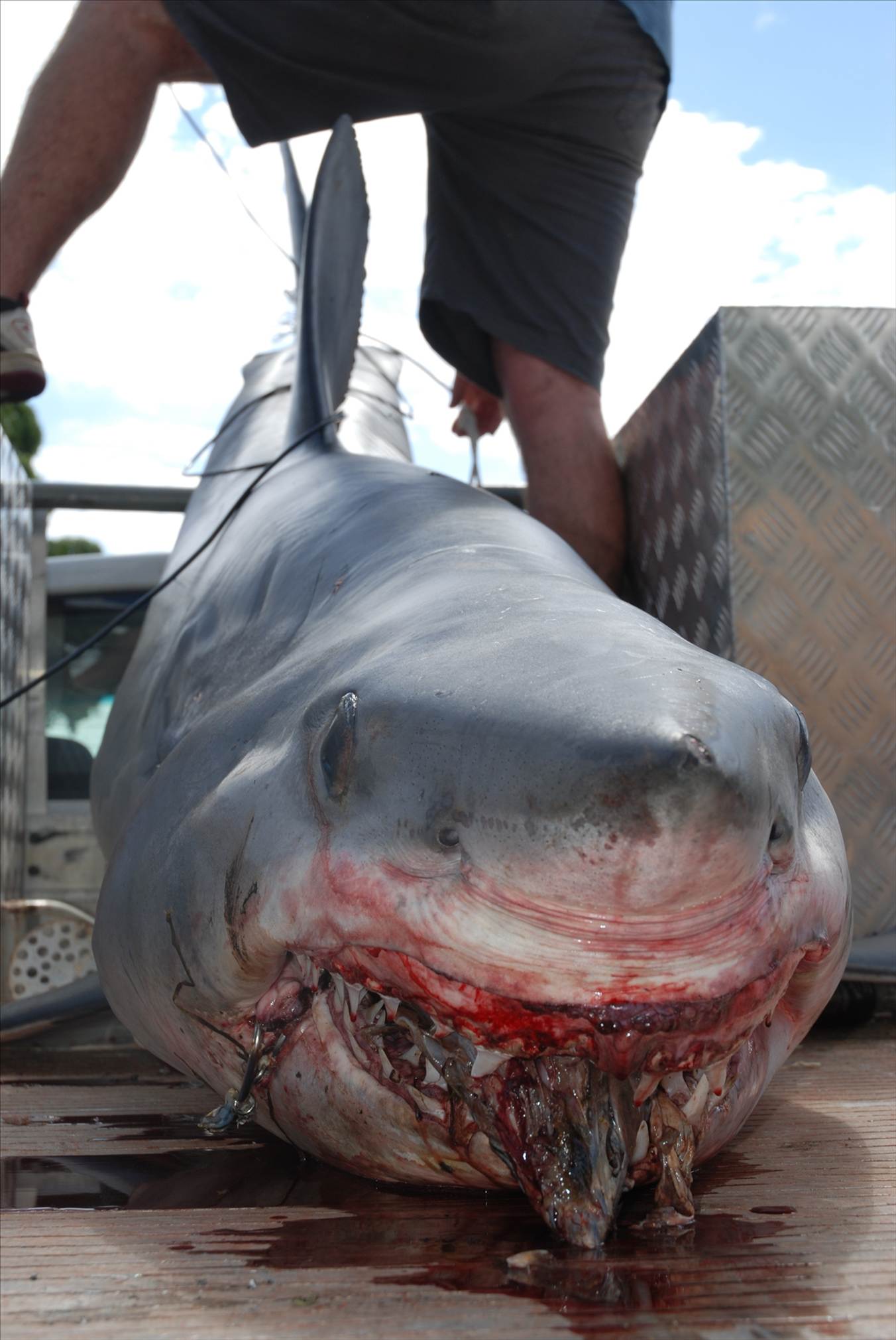 shark1