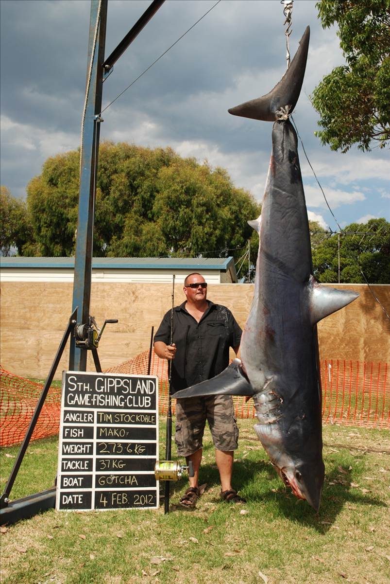shark4