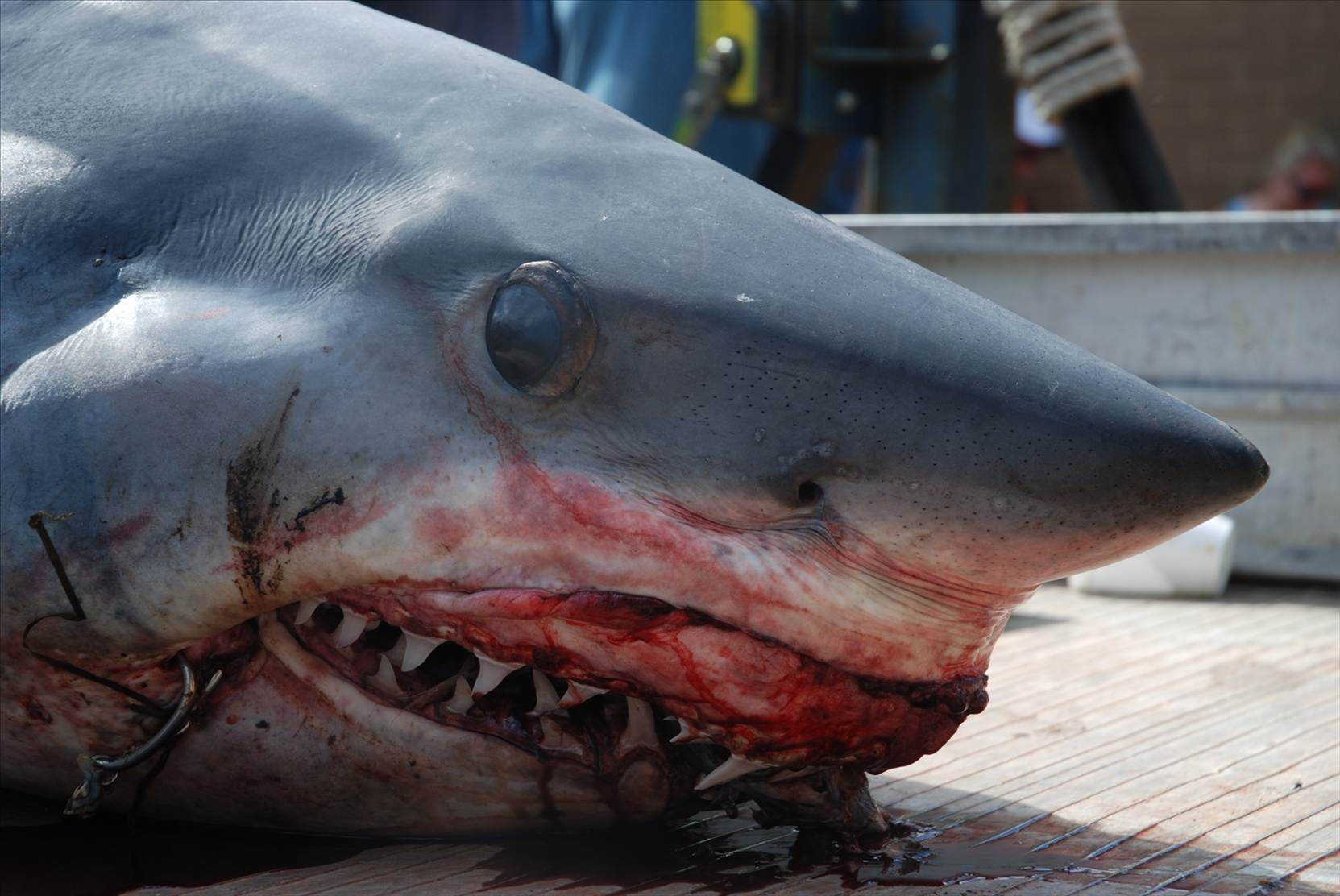 shark5