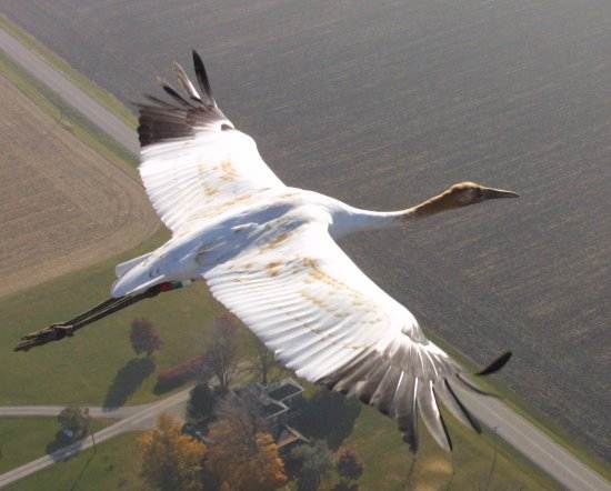 crane02WCEP 131