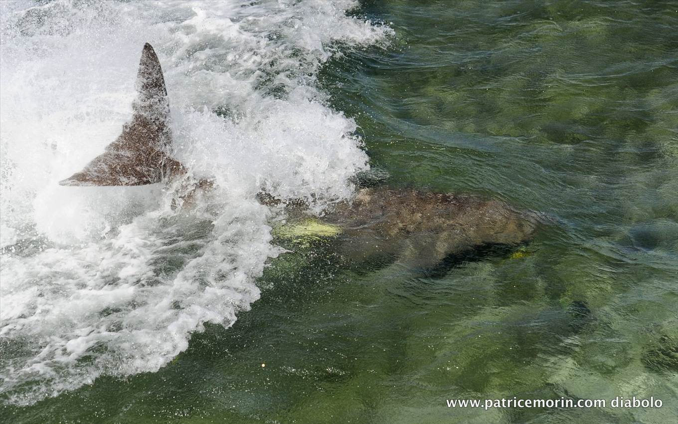 requin baleine