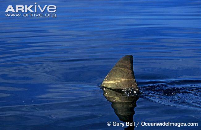 Great-white-shark-dorsal-fin-breaking-surface[2]