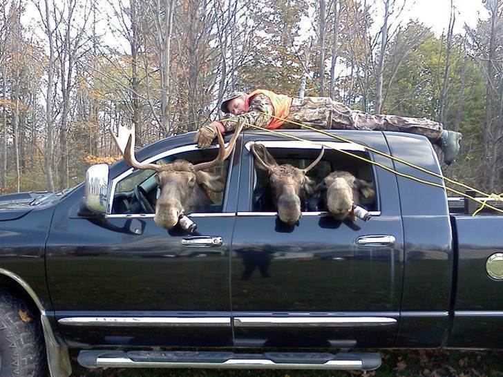 mooses