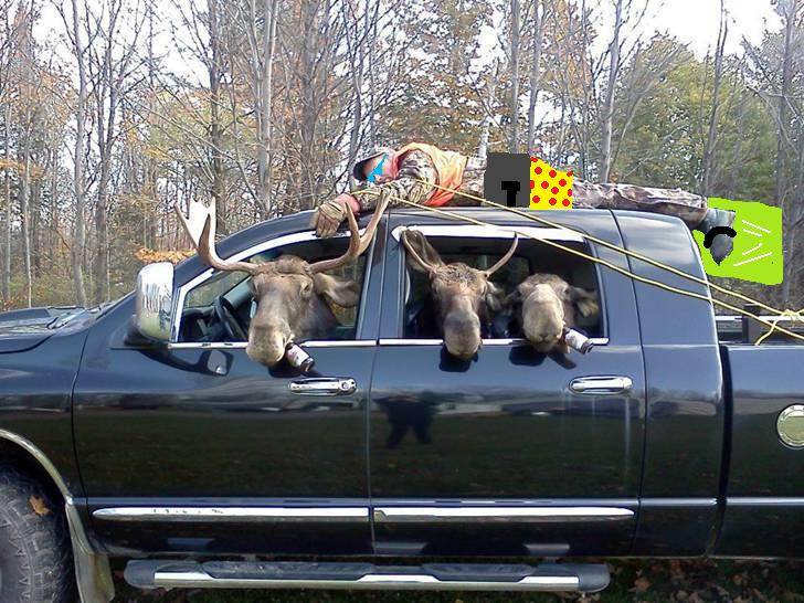 mooses