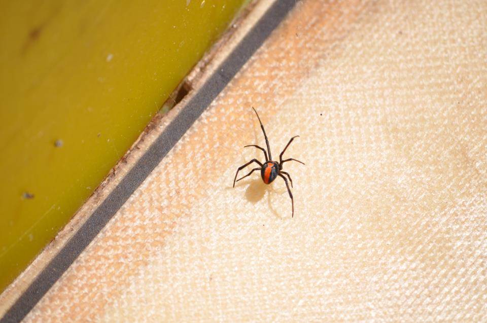 redback