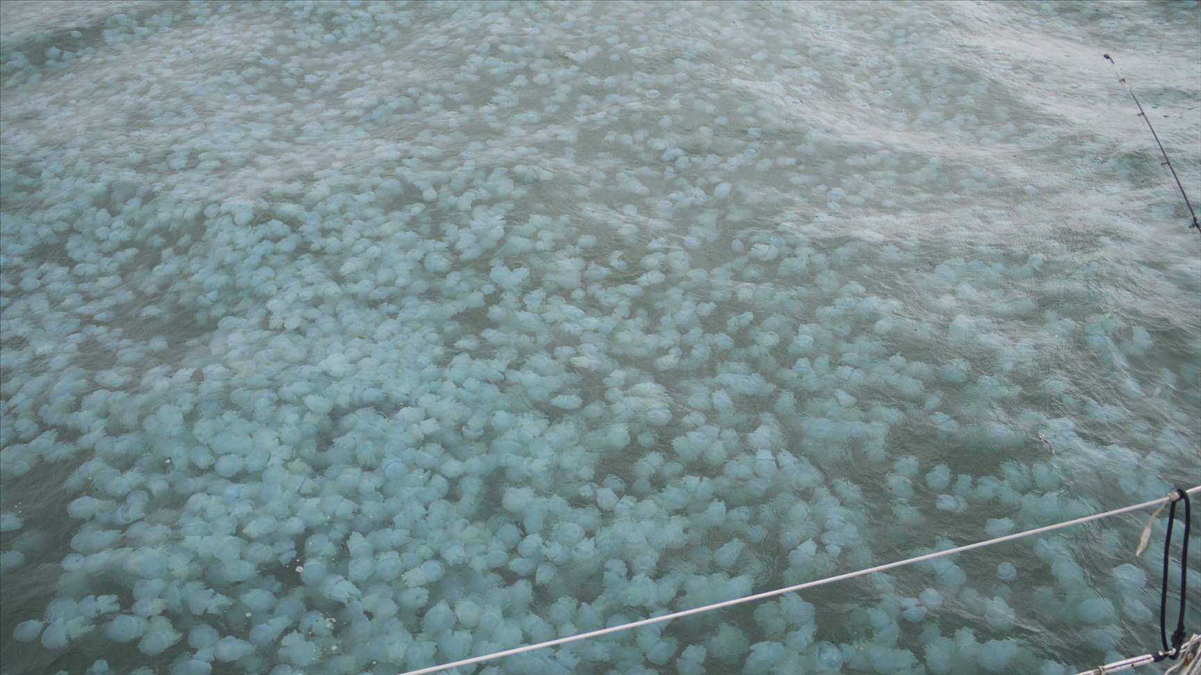 jelly fish at green.