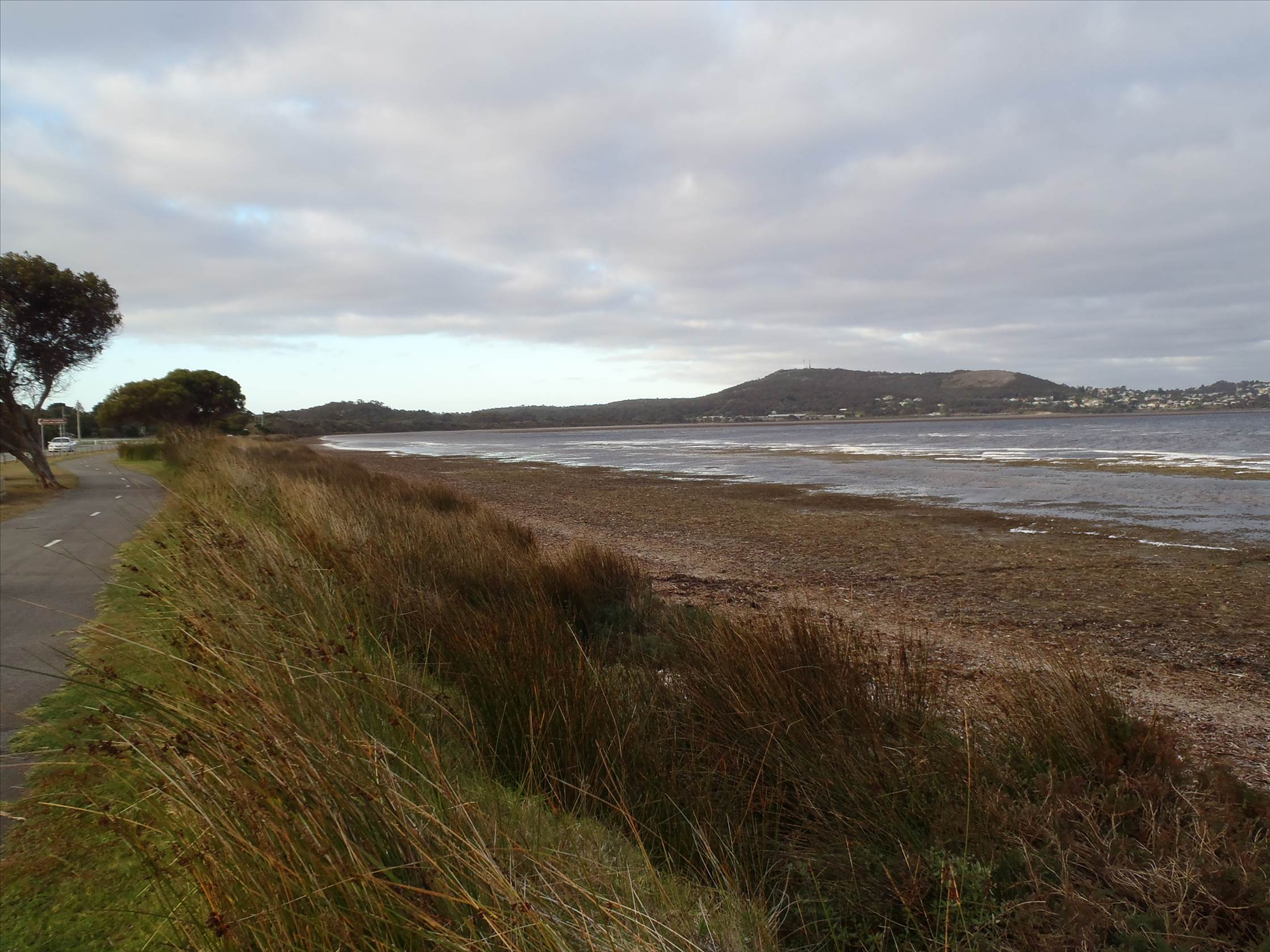 Albany low tide